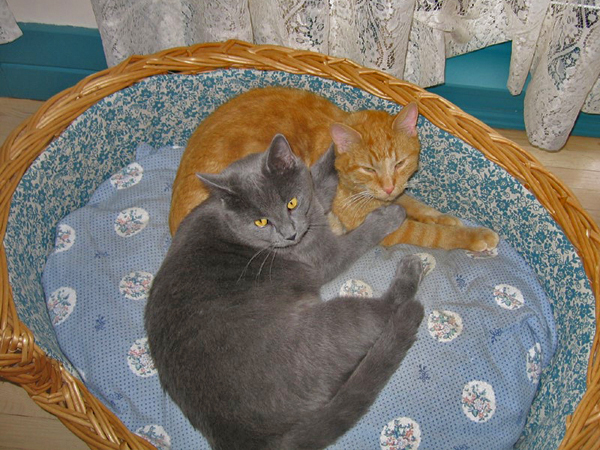 2006-fanfan-youri-panier.jpg