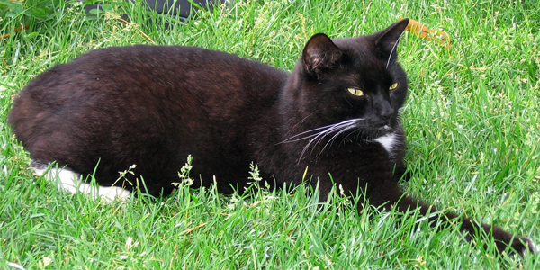 2006-filou-adulte.jpg