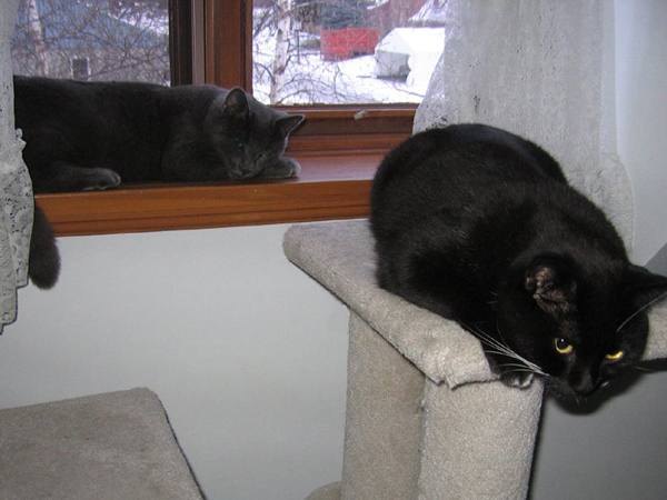 2006-filou-fanfan.jpg