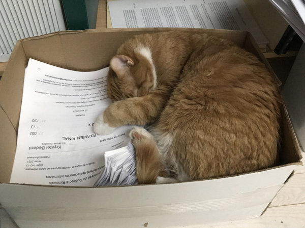 2020-06-06-chat-examen.jpg